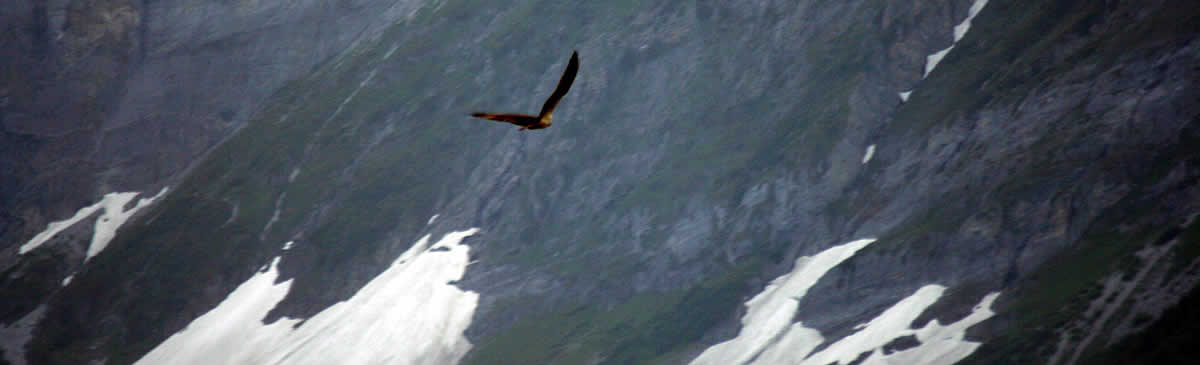 alberta birdwatching