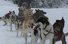 Canada Dog Sledding Tours