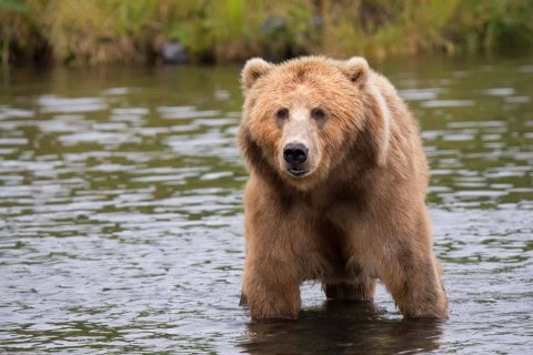 Canada Wildlife Tours