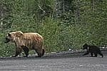 Tagish Highway