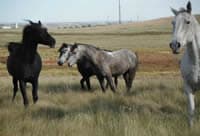 horses rarerides