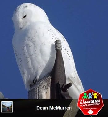 Snowy Owl