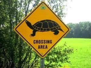 Turtle Crossing