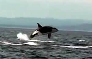 Orca whale watching