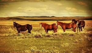 Wild Horses