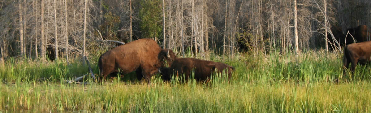 fort smith travel bison