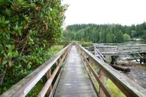 bamfield-boardwalk