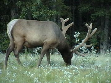 jasper_elk_08