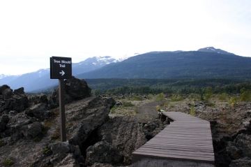 nisga_tree_mould_trail1