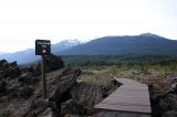 nisga_tree_mould_trail1