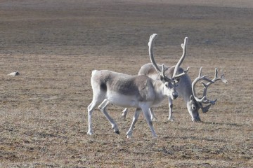 NunavutCaribou