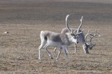 NunavutCaribou