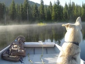 coquihalla-dog