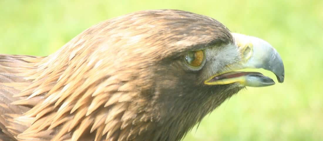 Golden Eagle - Canada